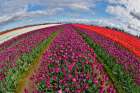 USA, Washington State. Skagit Valley, tulips grown in field Art Print